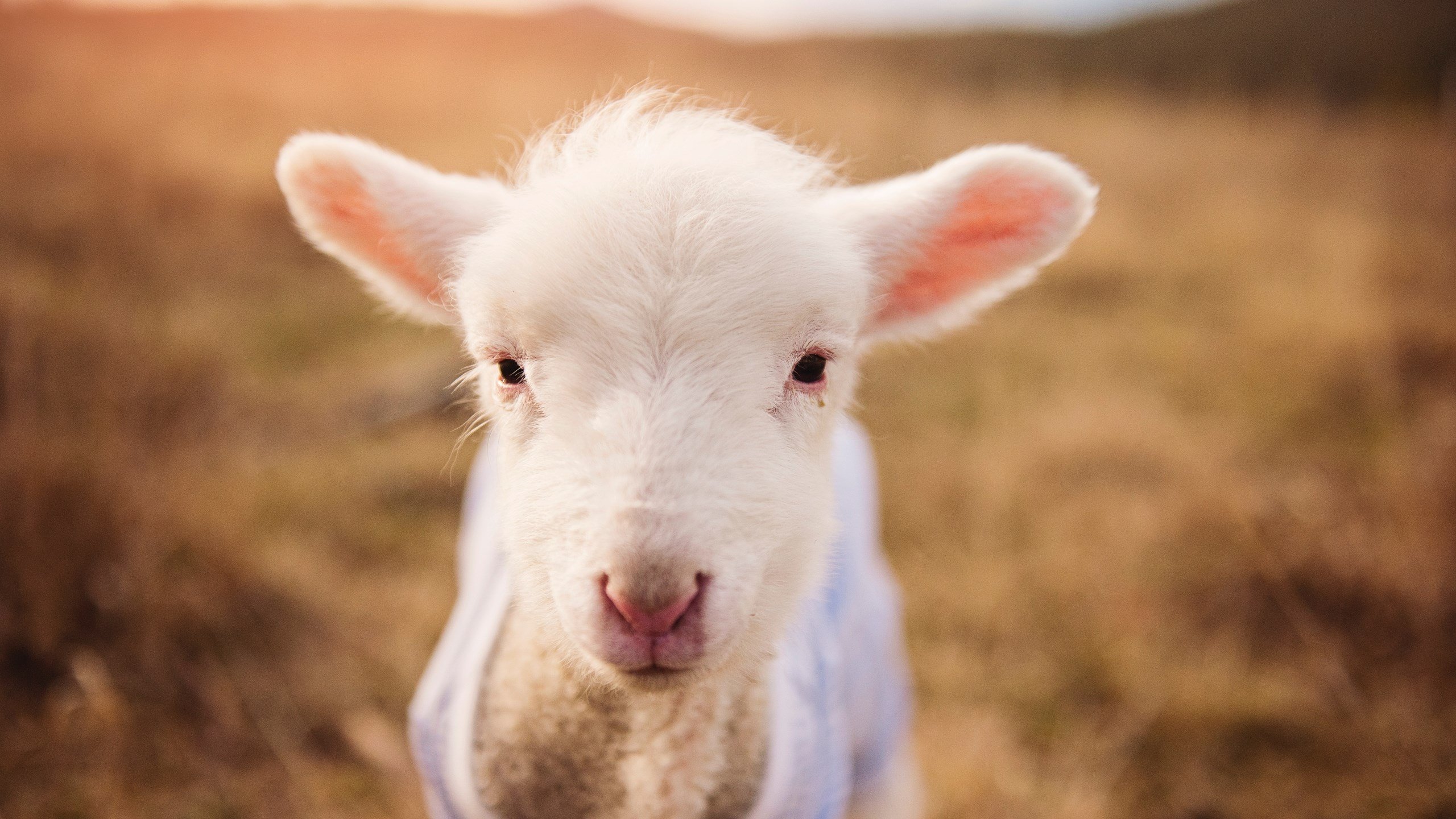 FB体育注册网址-球迷狂欢：现场粉丝的应援和互动瞬间，球迷爱好者