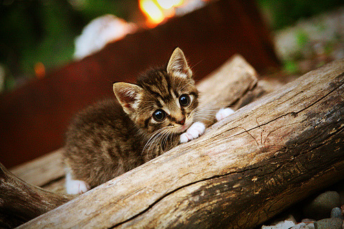 fb体育官网-湖人主控状态持续低迷，球队战绩下滑，湖人现在的主力