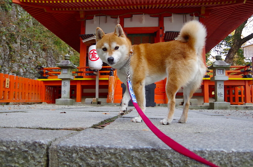 fb体育电脑版-青少年体育活动组织协调，实施青少年体育活动